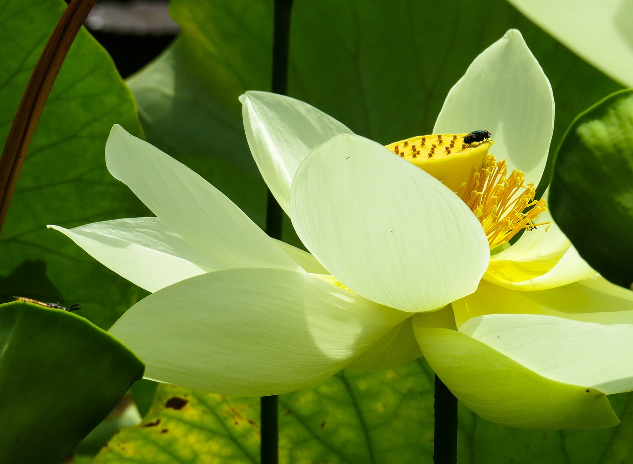 nature plant blossom free photo