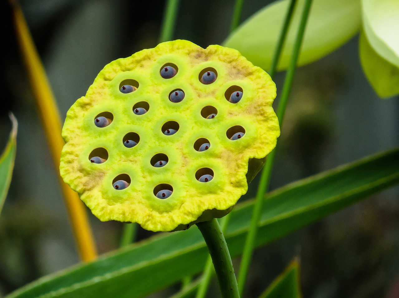 nature plant lotus free photo