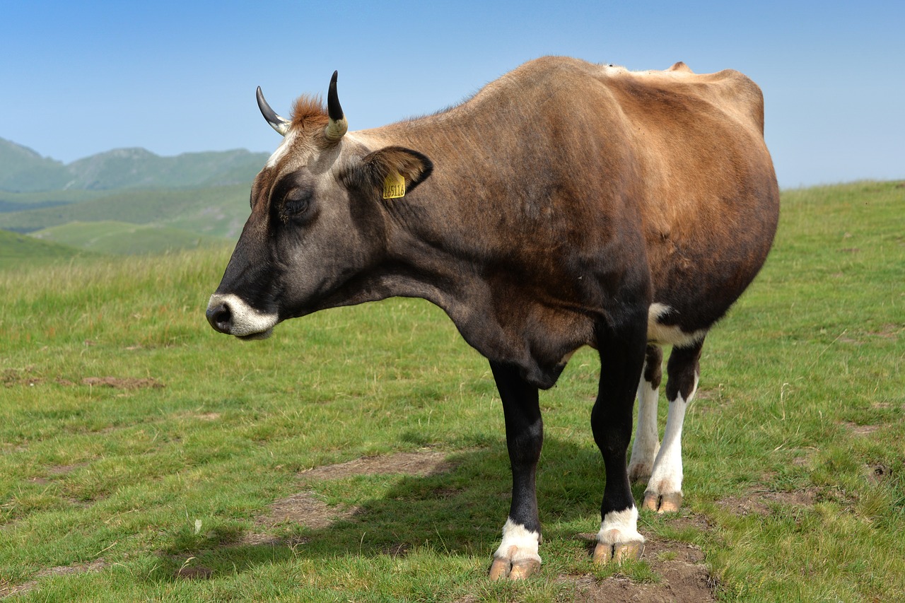 nature cow prairie free photo