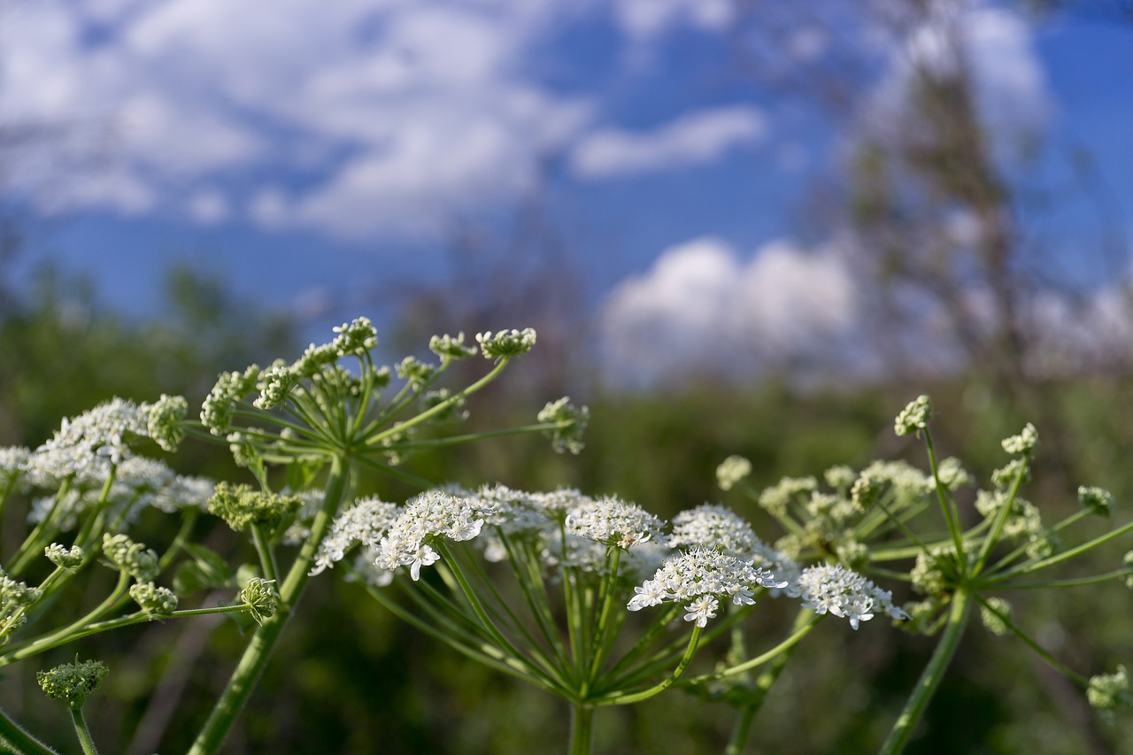 nature flowers flowers field free photo