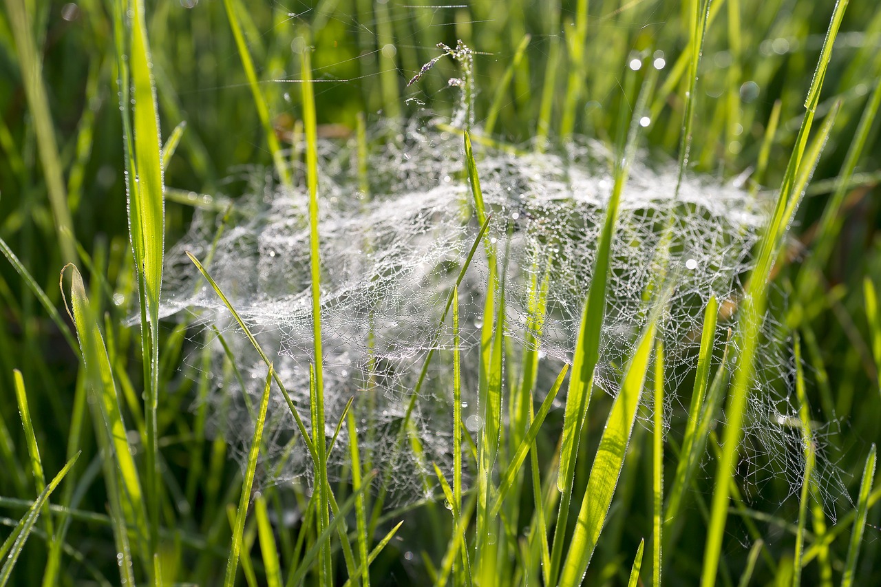 nature webs grass free photo