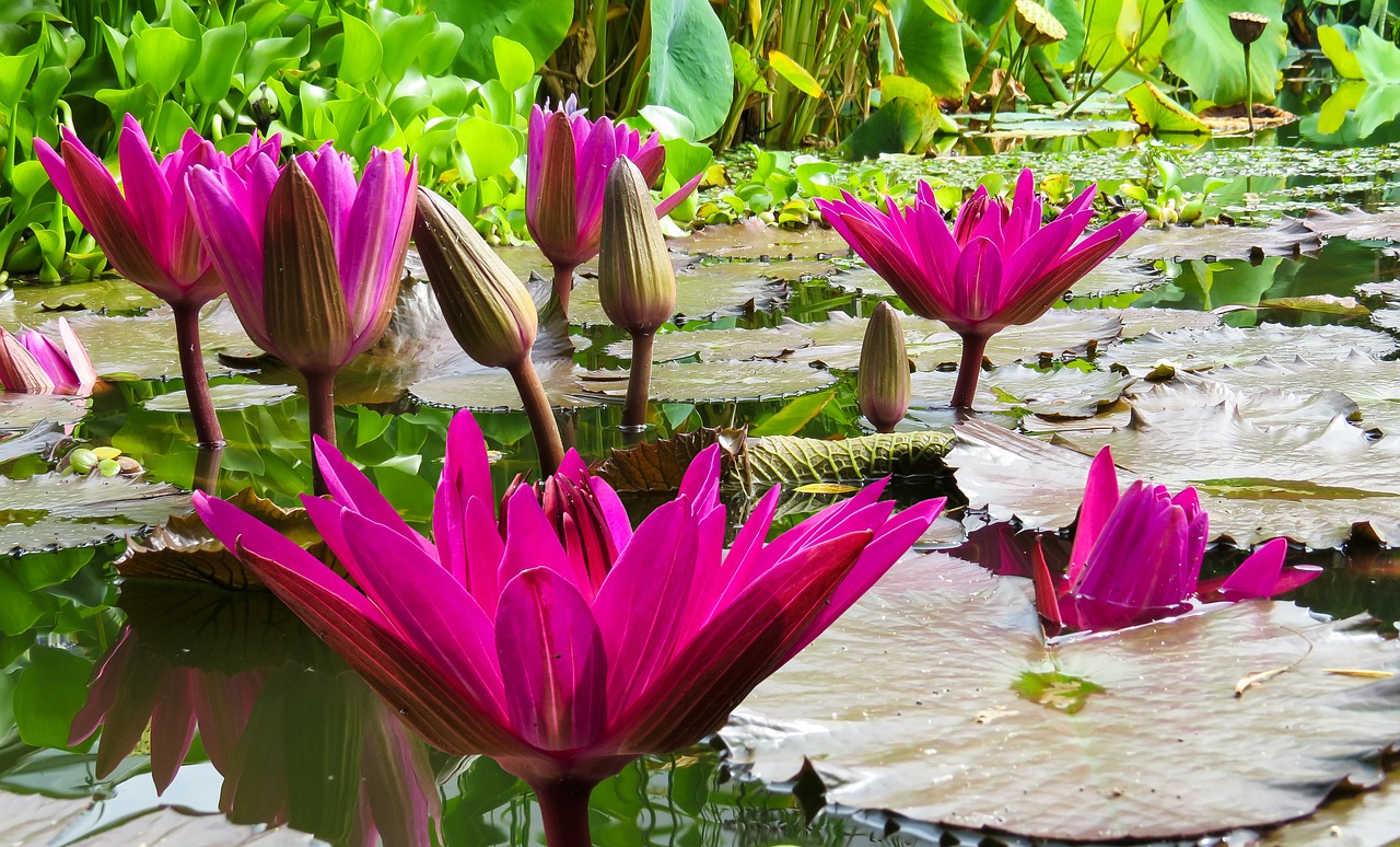 nature flower plant free photo