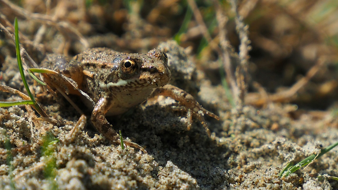 nature frog sand free photo