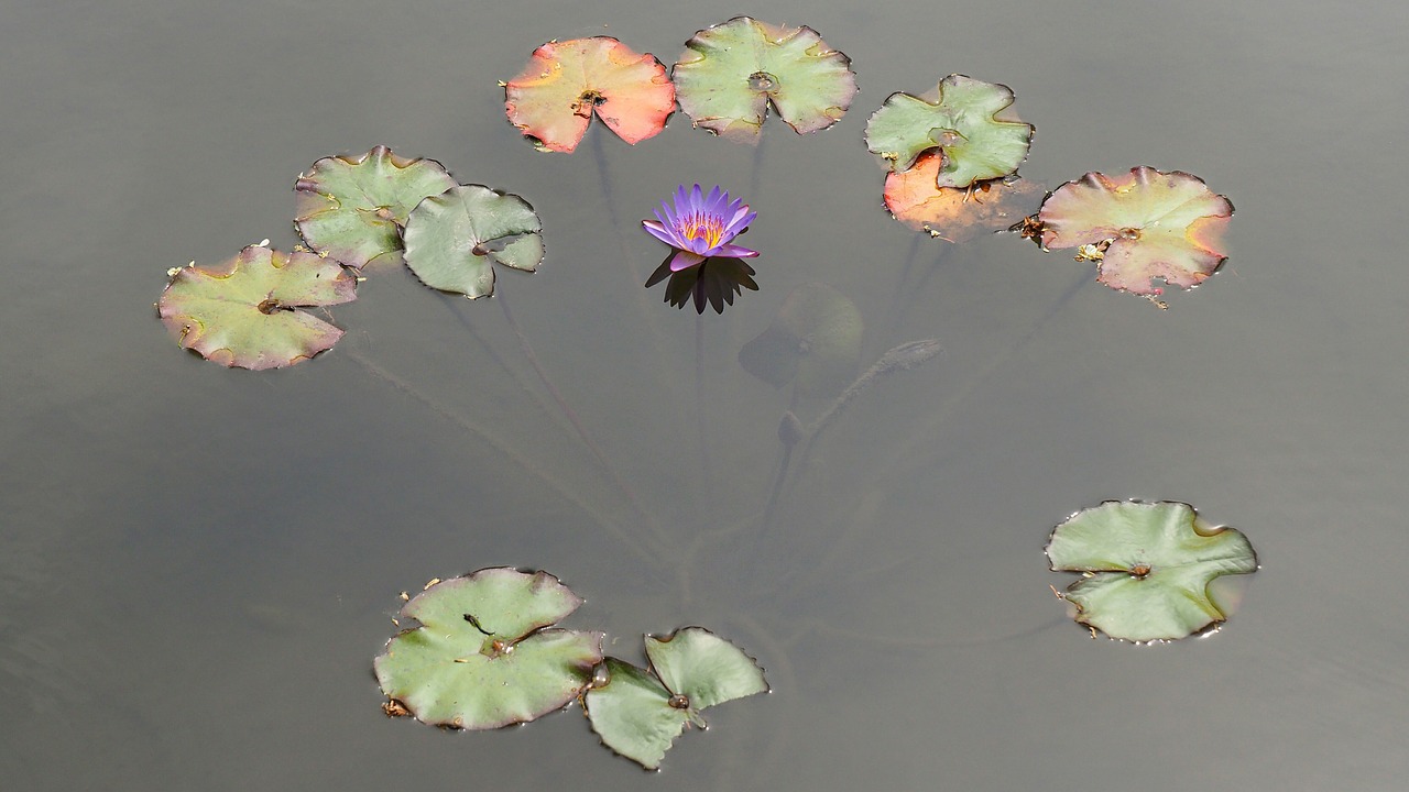 nature water lily pond free photo