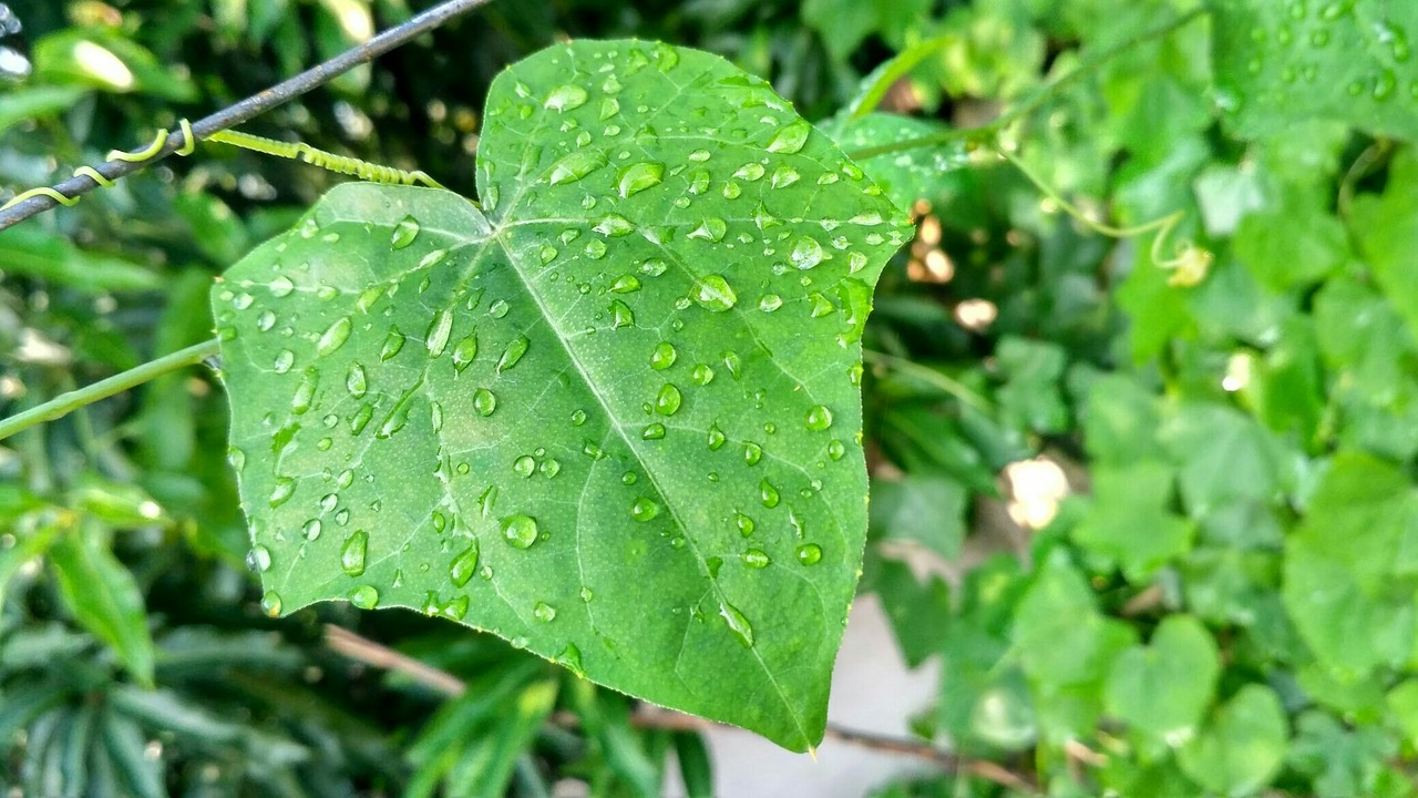 nature leaf natural free photo