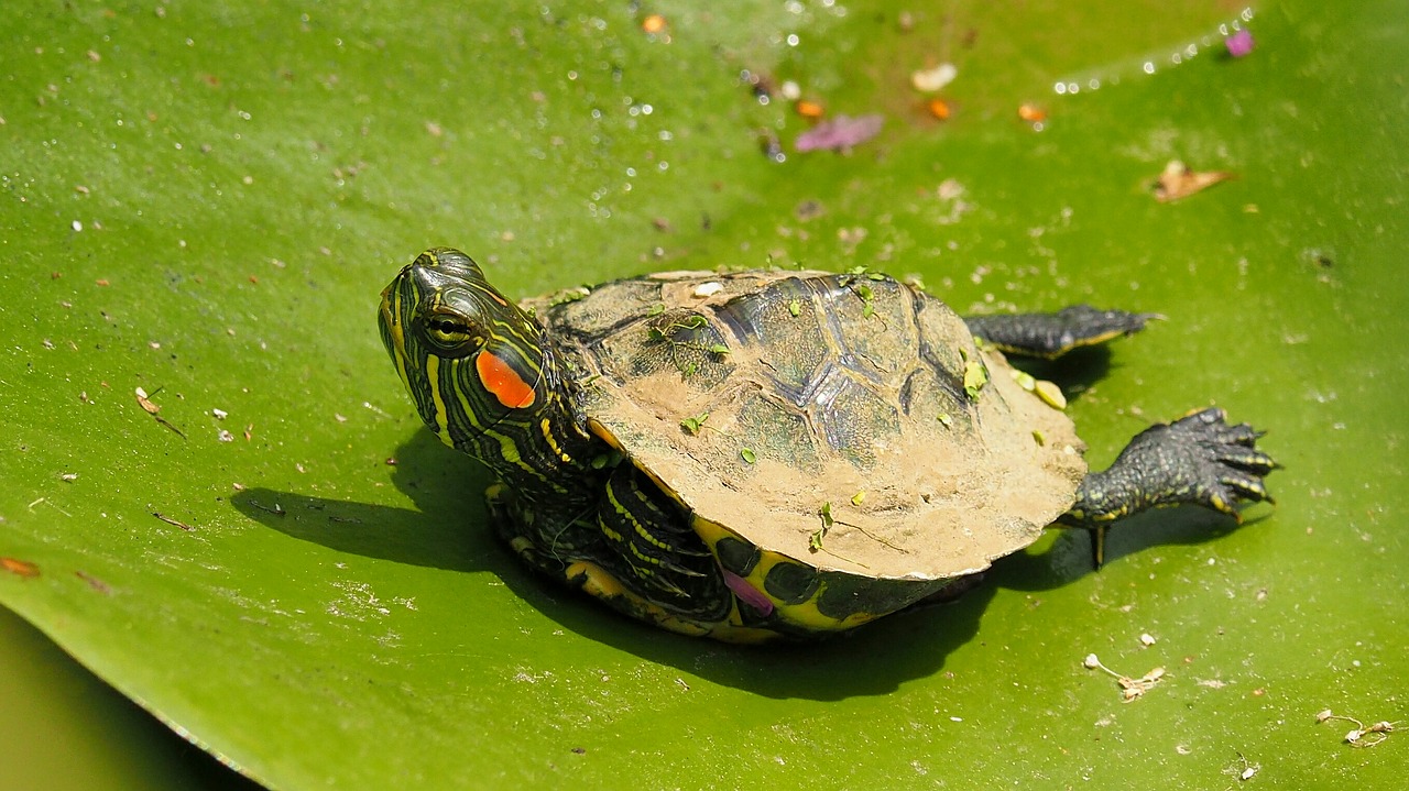 nature turtle water lily free photo