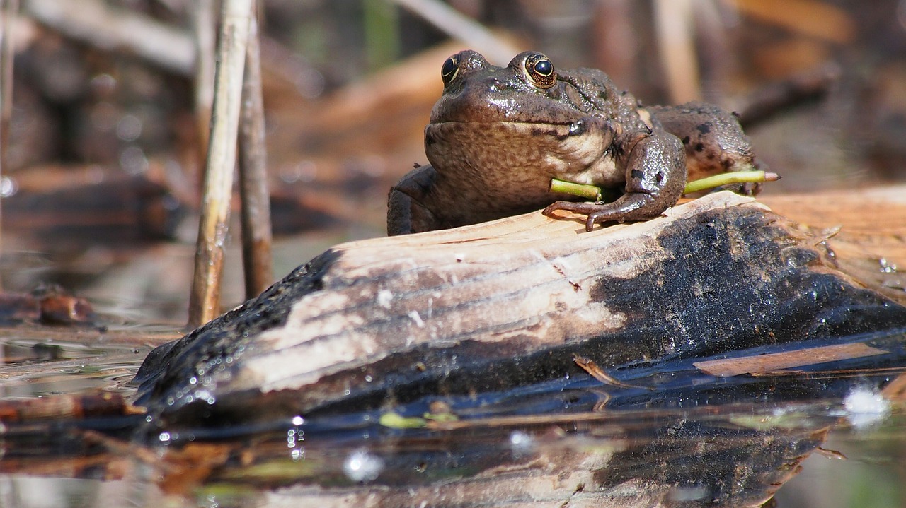 nature frog close up free photo