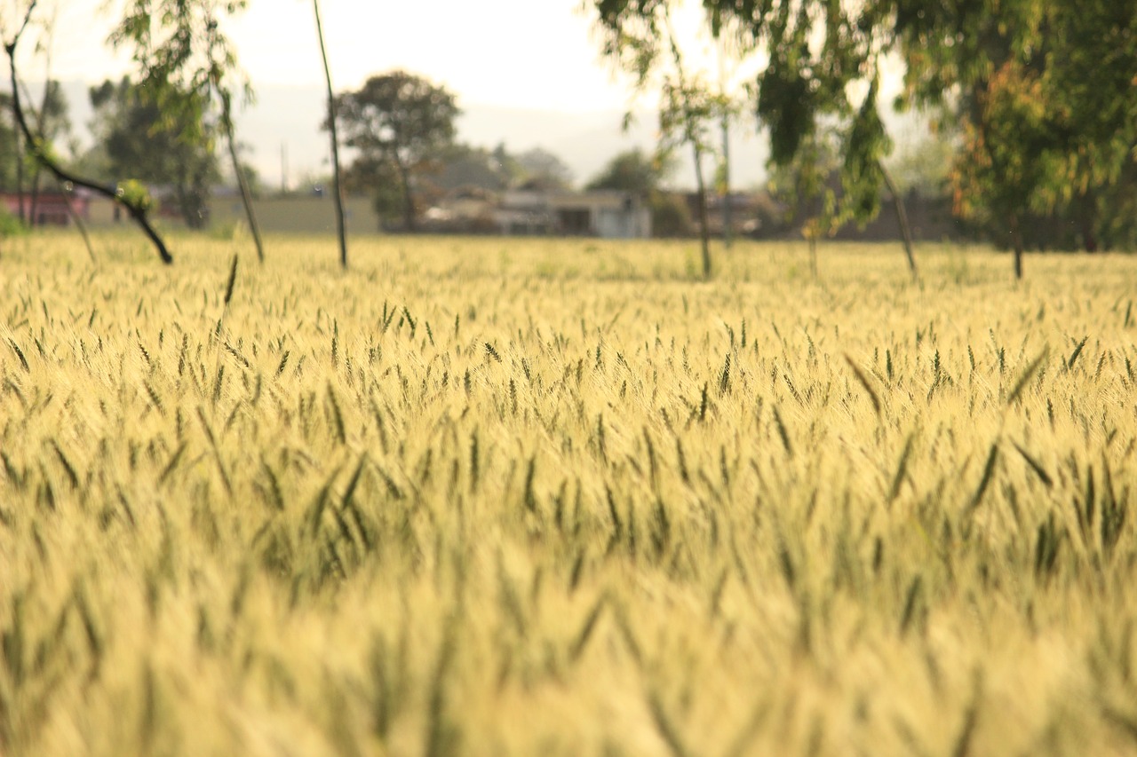 nature landscape farm field free photo