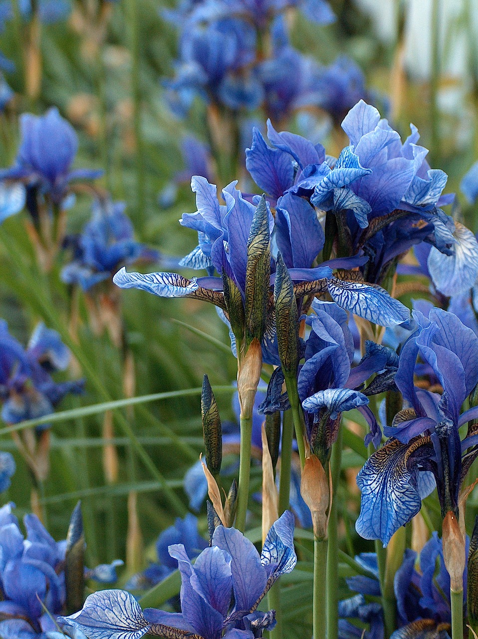 nature flower iris free photo