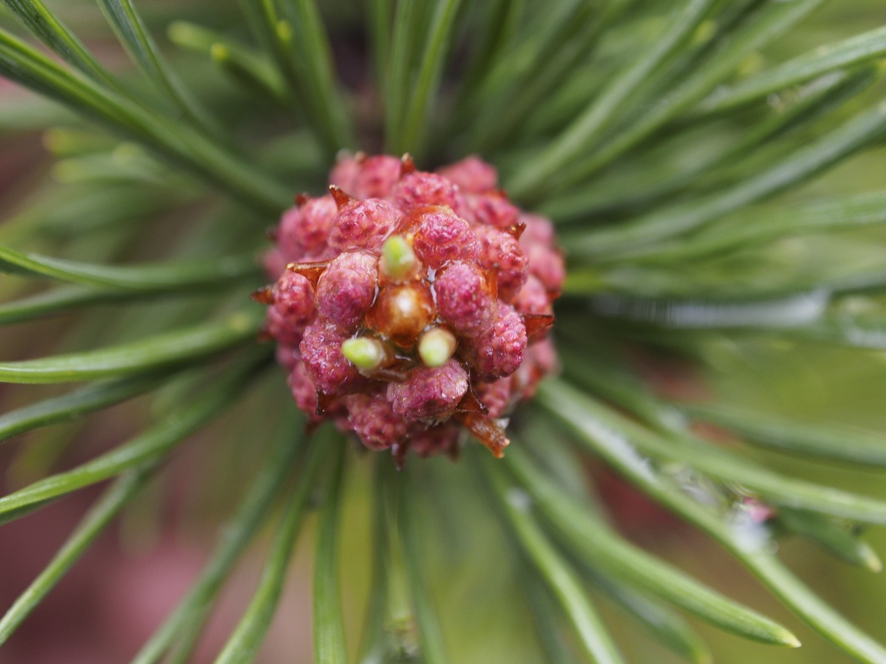 nature plant summer free photo