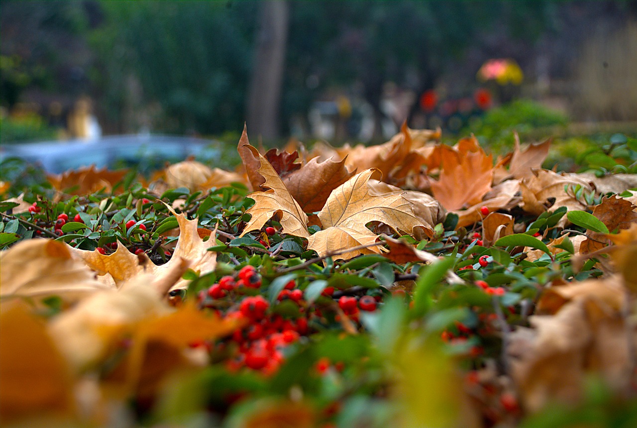 nature autumn dry leaf free photo