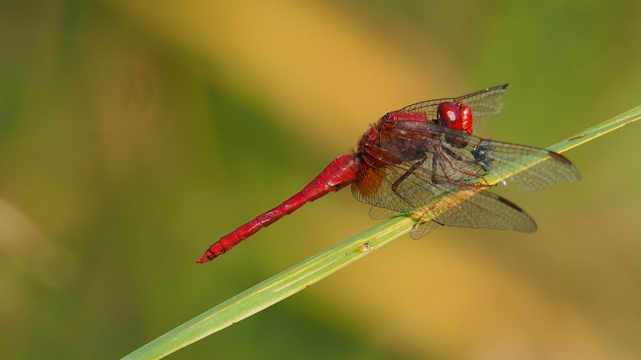 nature insects dragonfly free photo