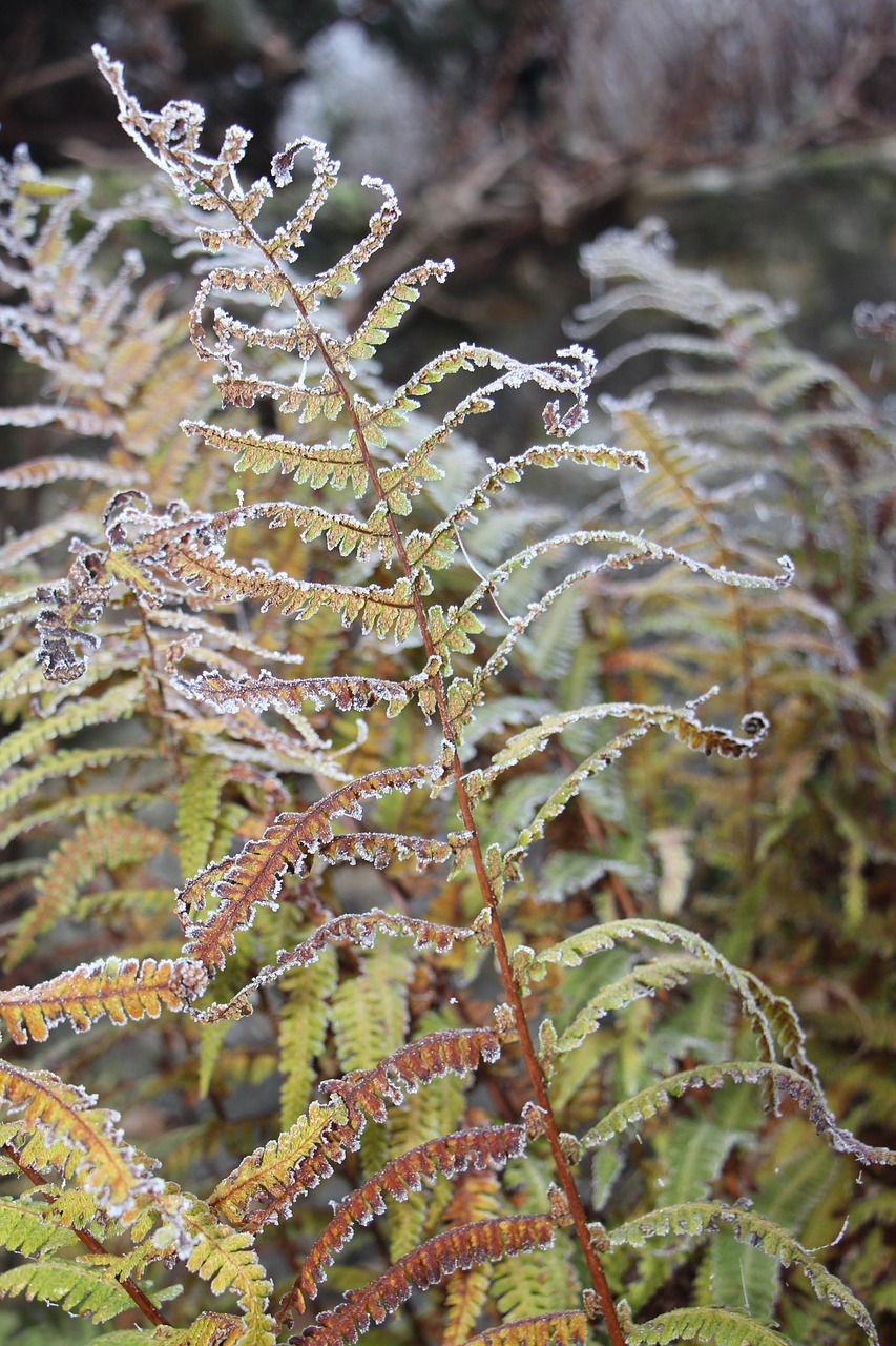 nature plant winter free photo