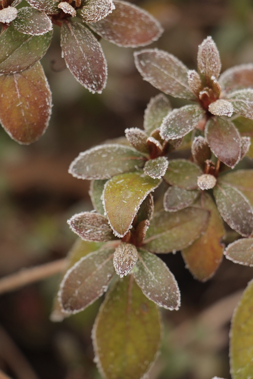 nature plant winter free photo