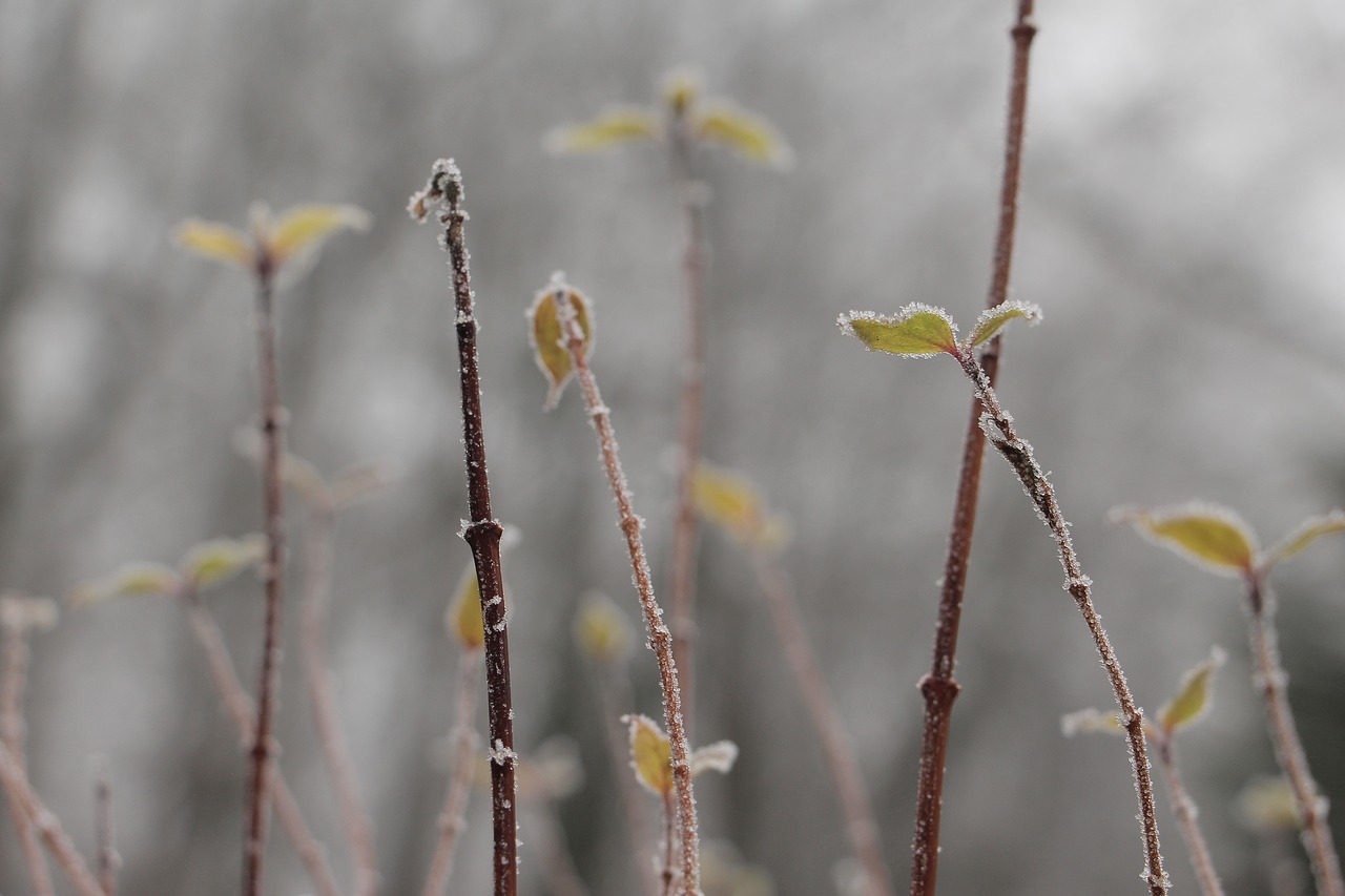 nature plant winter free photo