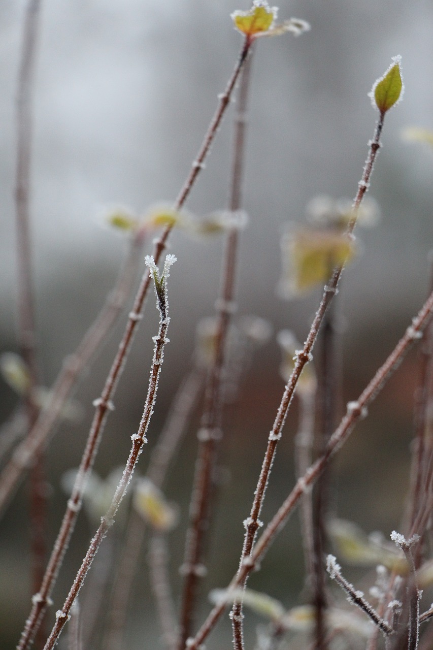 nature plant winter free photo