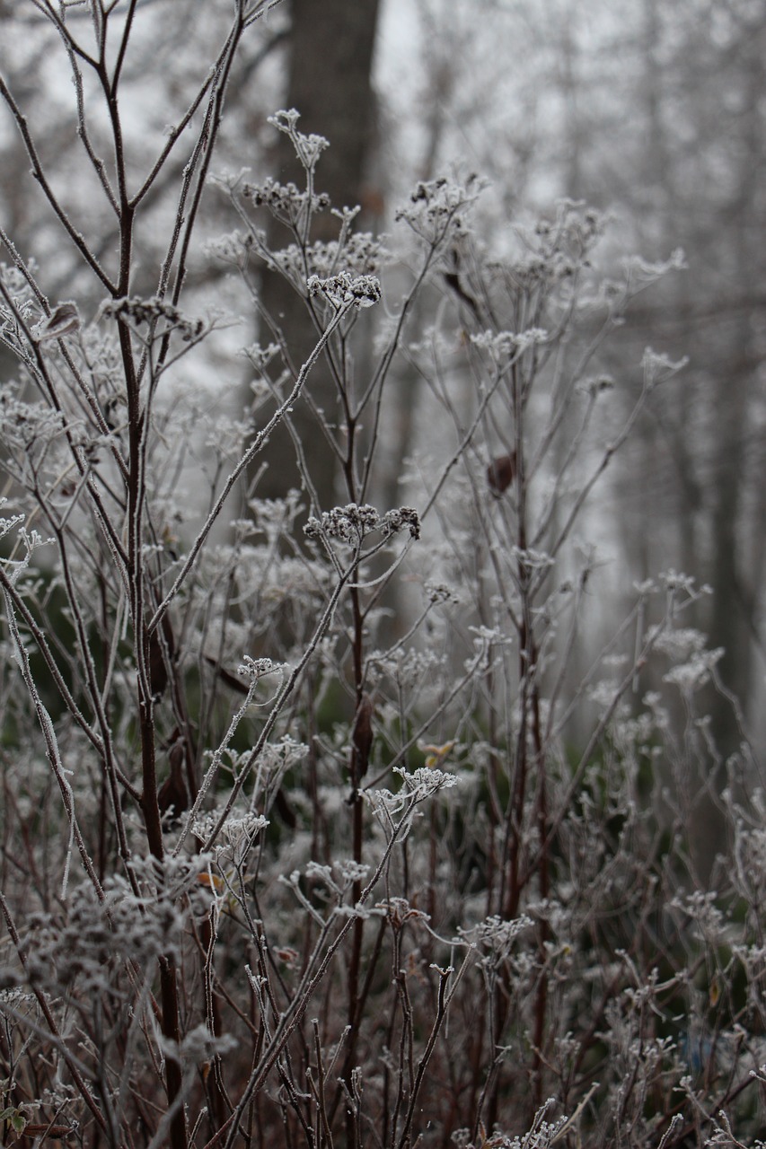 nature plant winter free photo