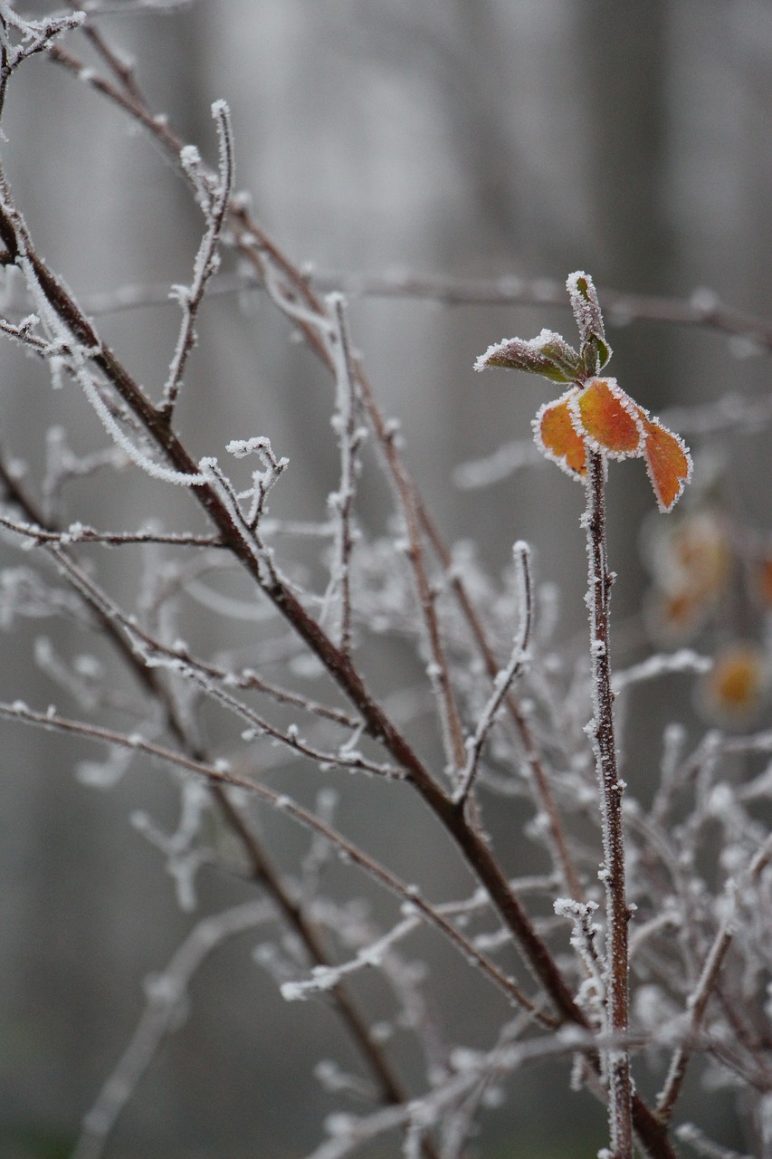 nature plant winter free photo