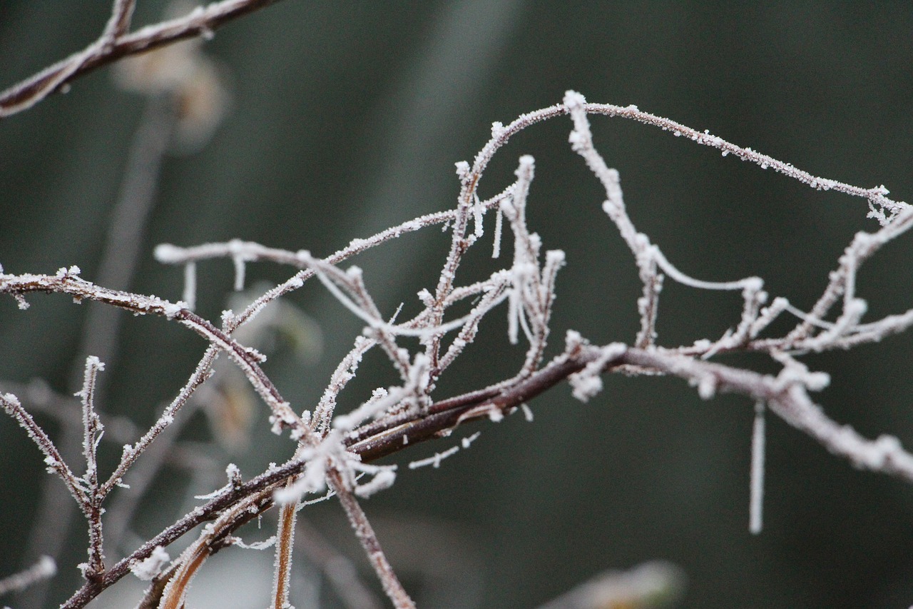 nature plant winter free photo