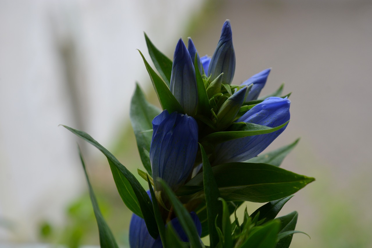 nature plant gentian free photo