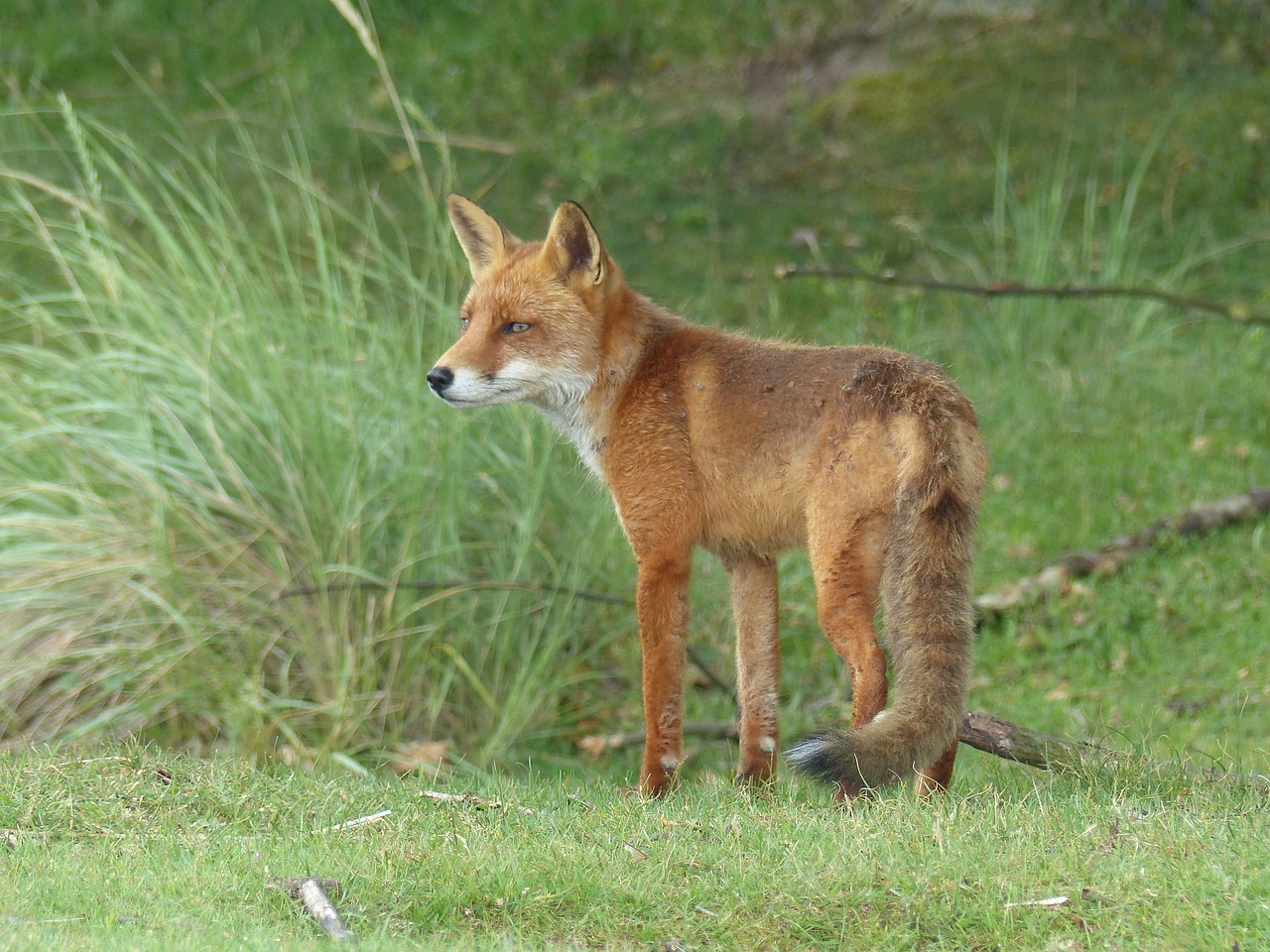 nature netherlands fox free photo
