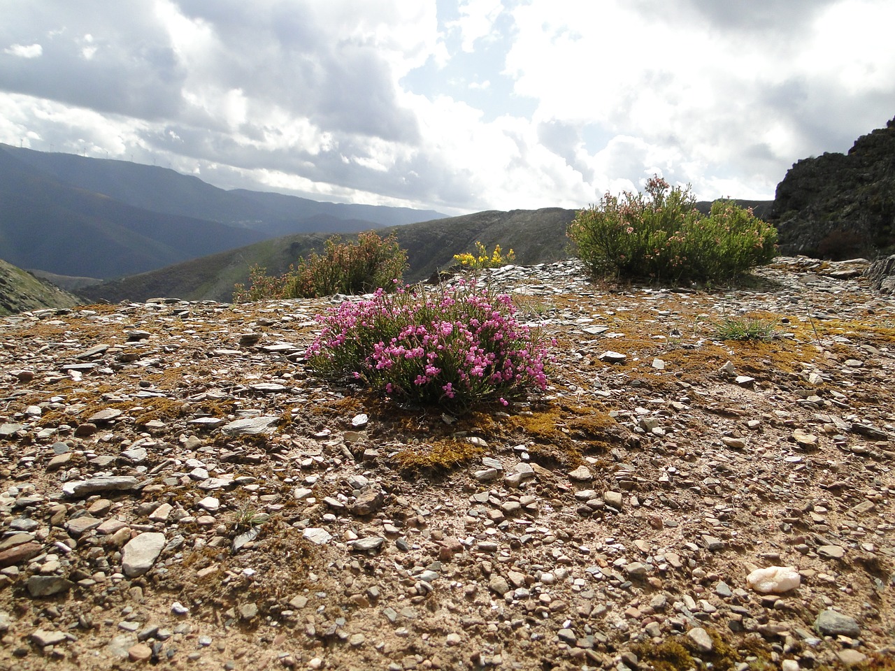 nature rosa flowers free photo