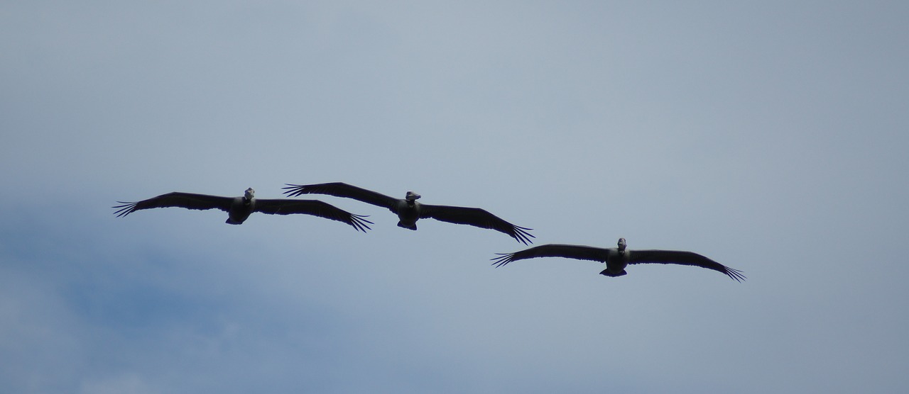nature pelicans sea free photo