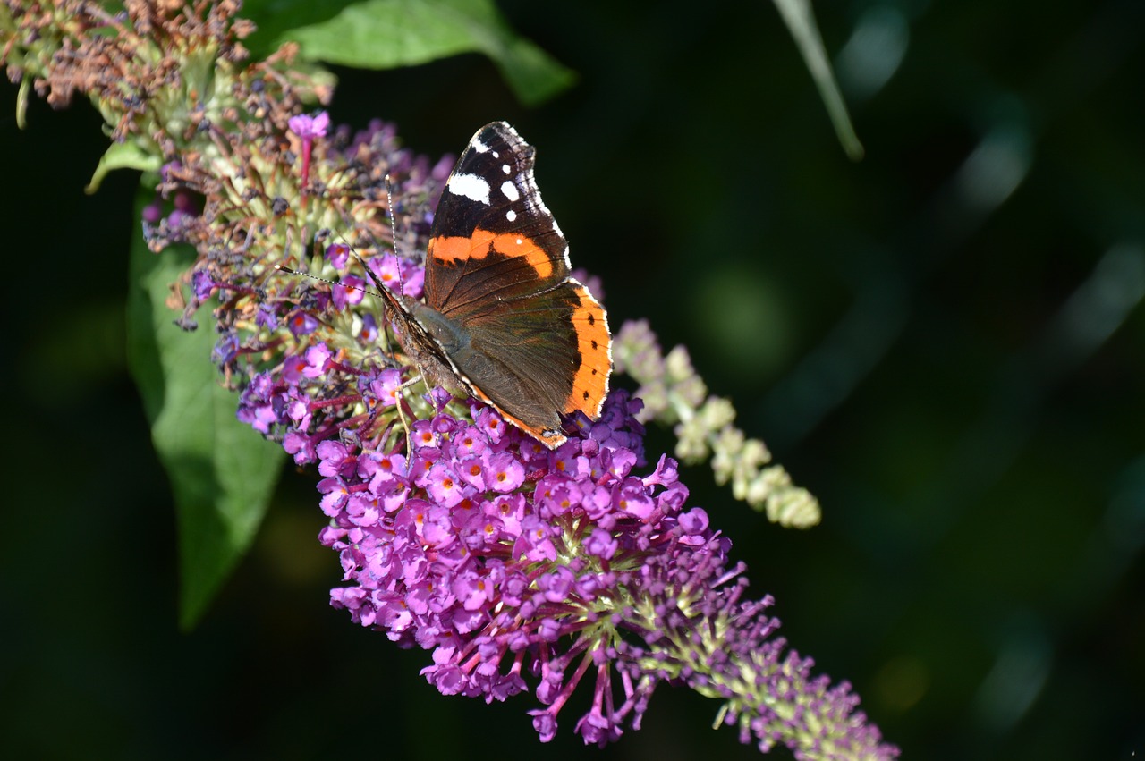 nature lilac butterfly free photo