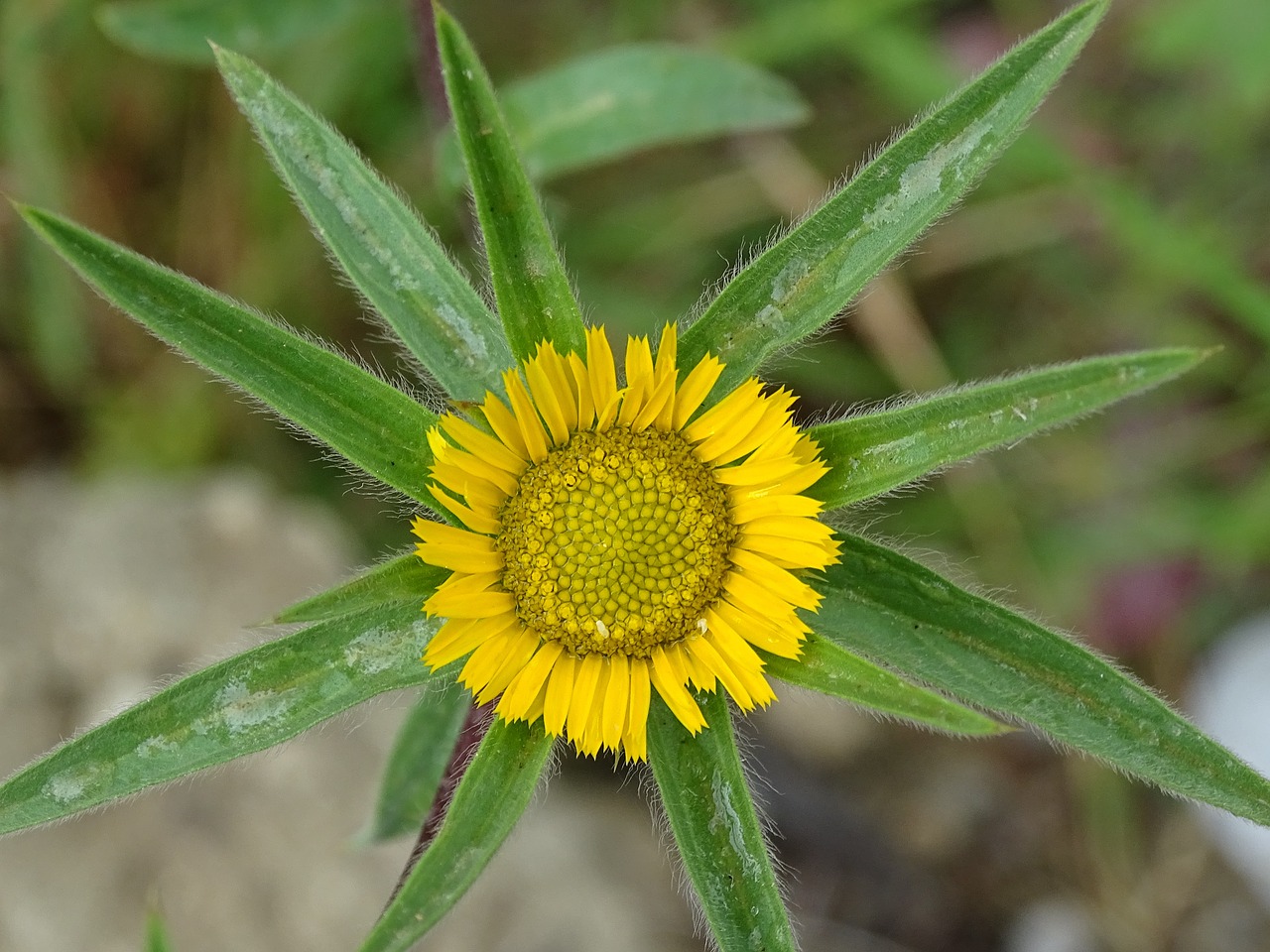 nature flowers blooming free photo