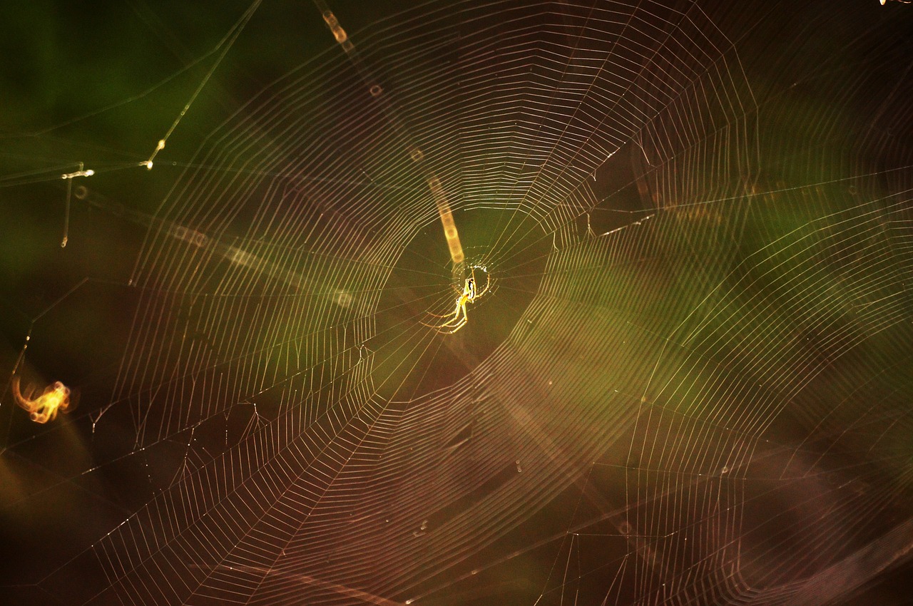 nature arachnid spiders web free photo