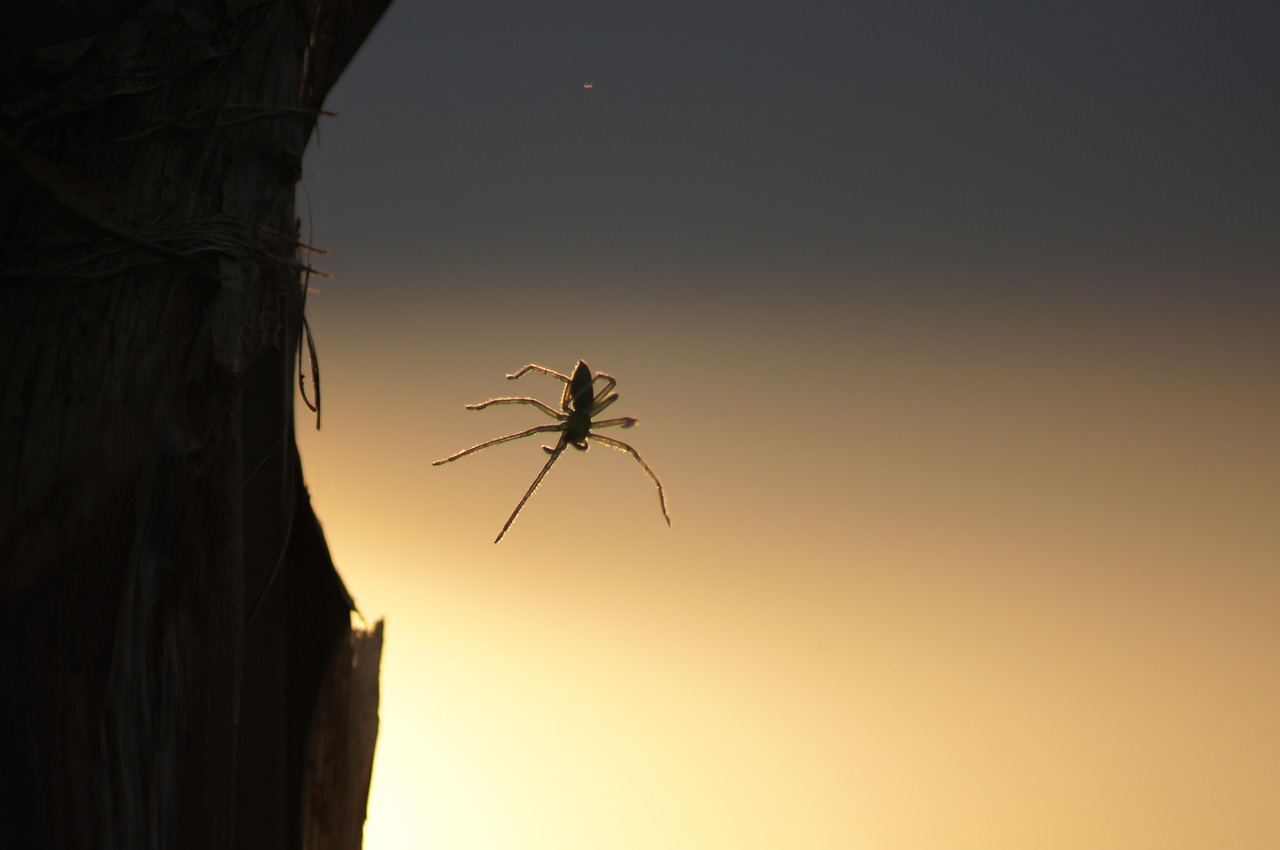 nature insects spider free photo