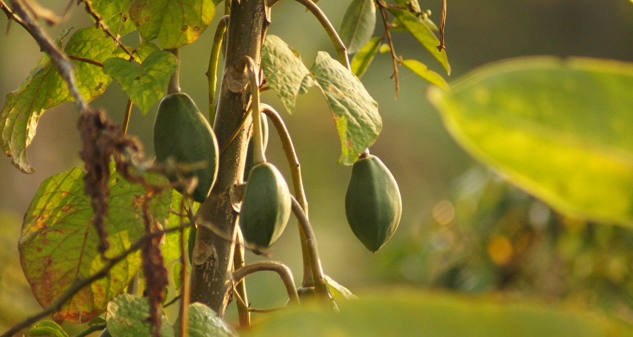 nature fruit tropical free photo