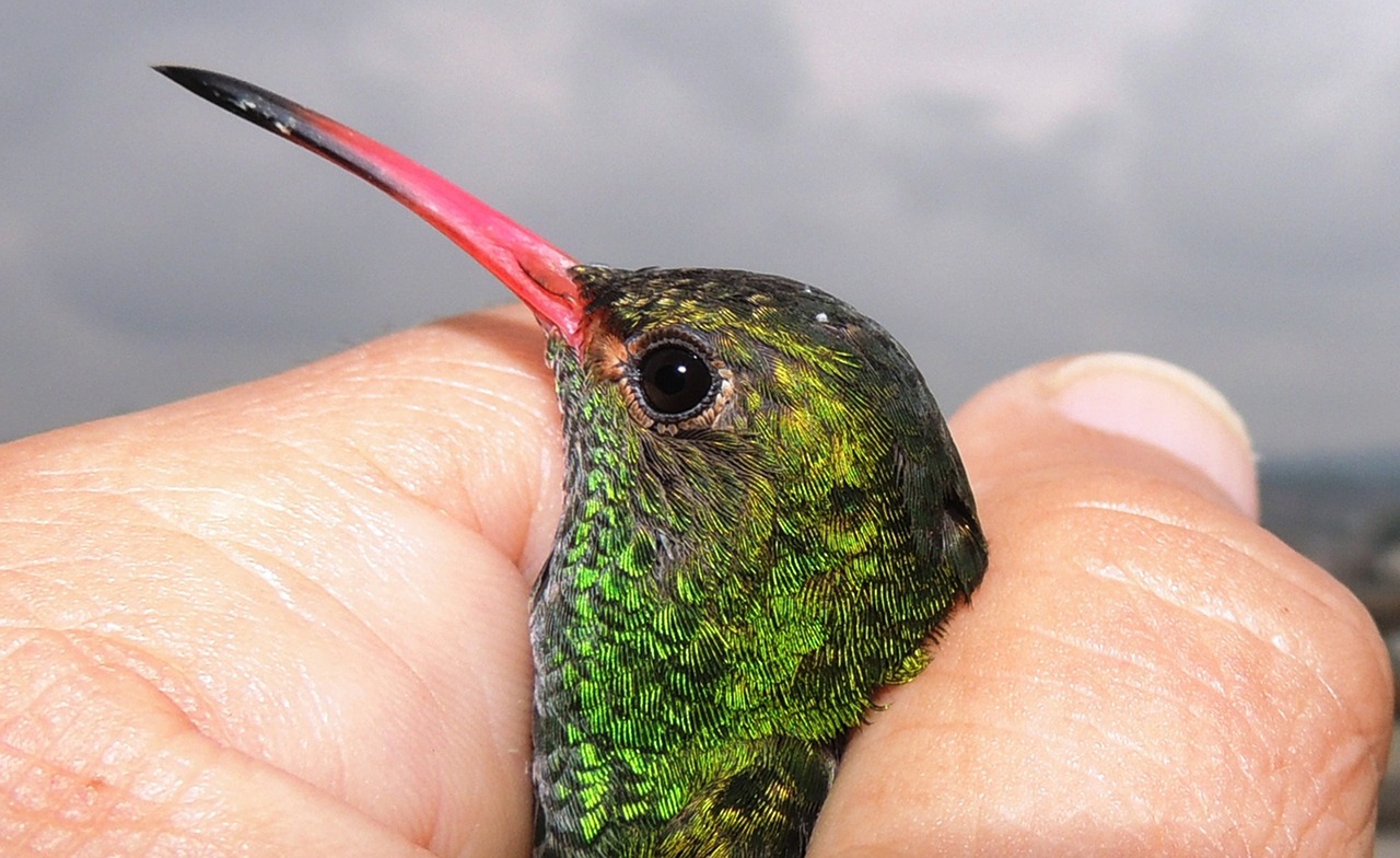 nature avez hummingbird free photo