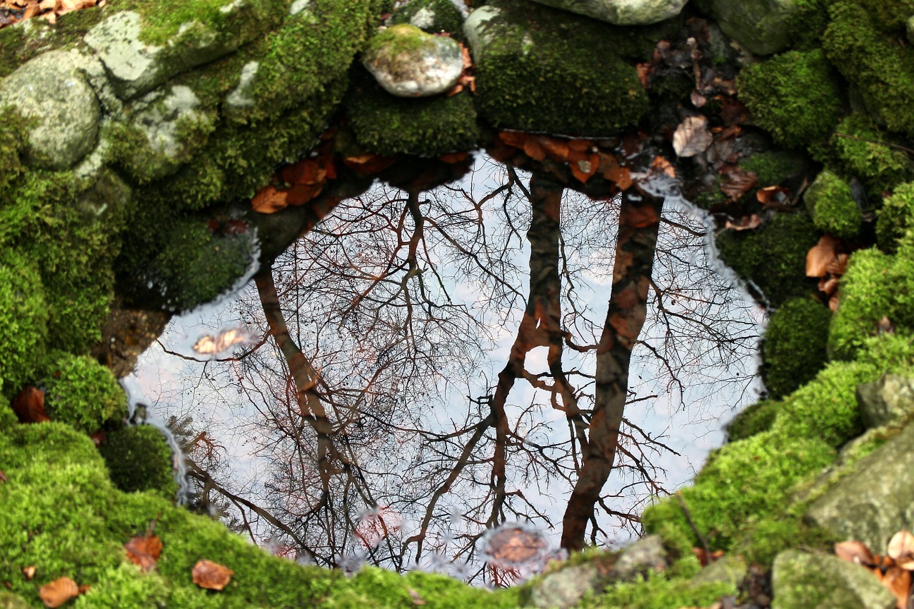 nature source fountain free photo