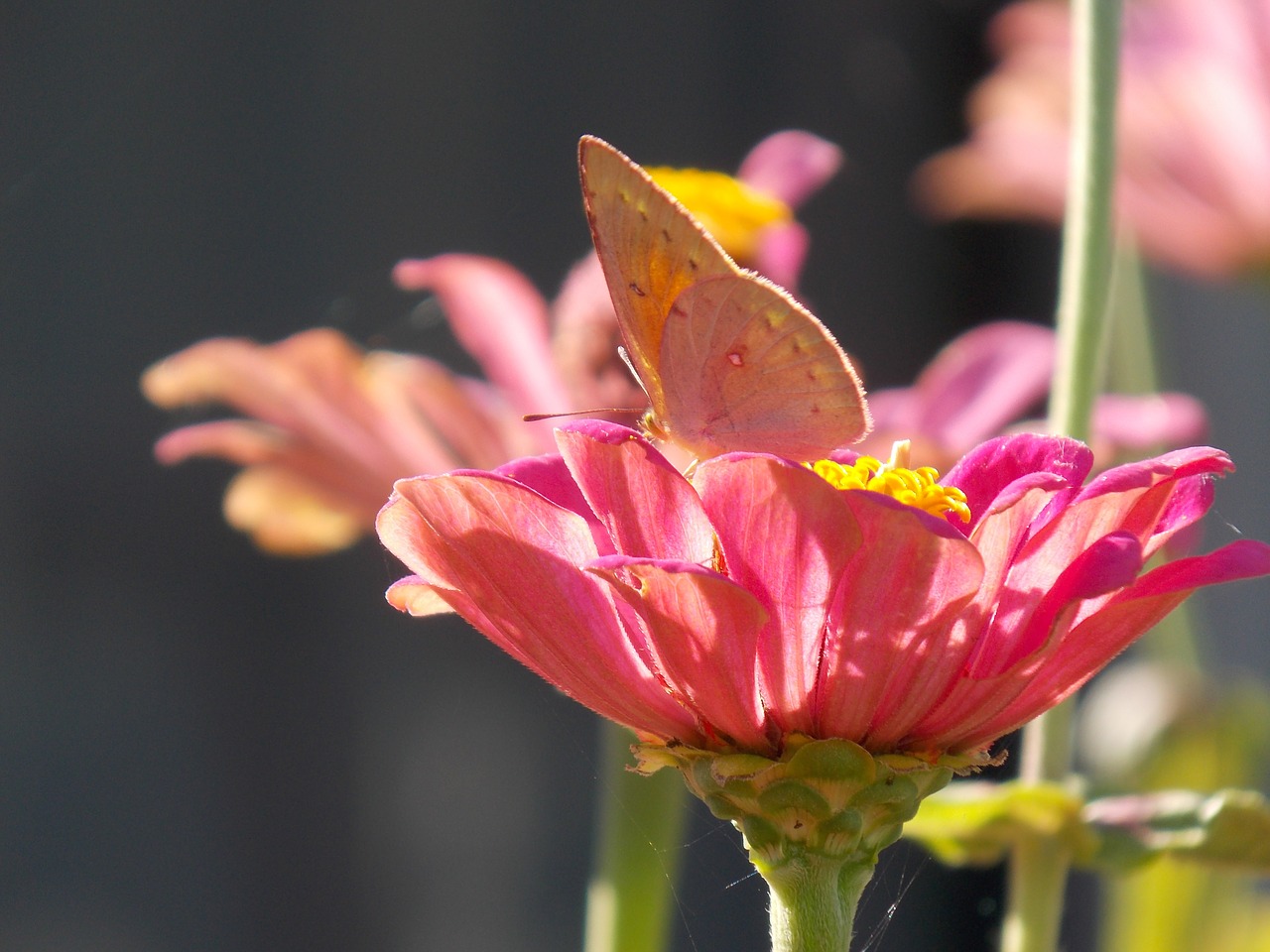 nature butterfly flowers free photo