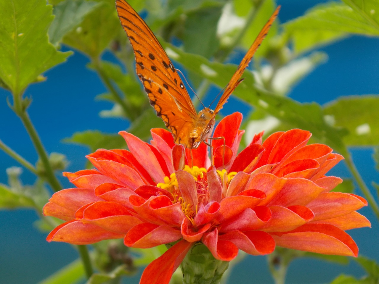 nature butterfly flowers free photo