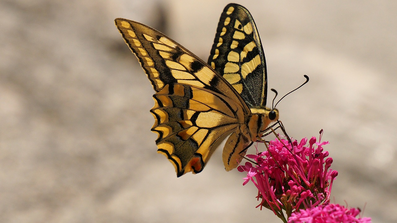 nature butterfly insects free photo