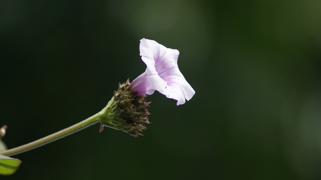 nature flower flora free photo