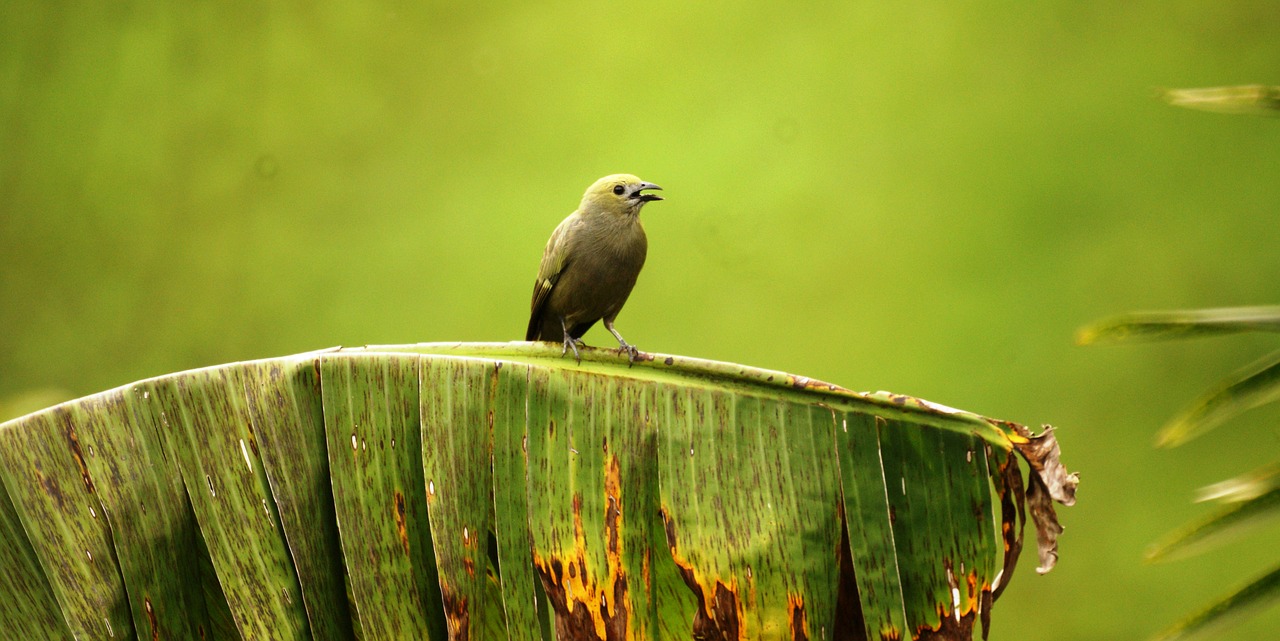 nature ave bird free photo