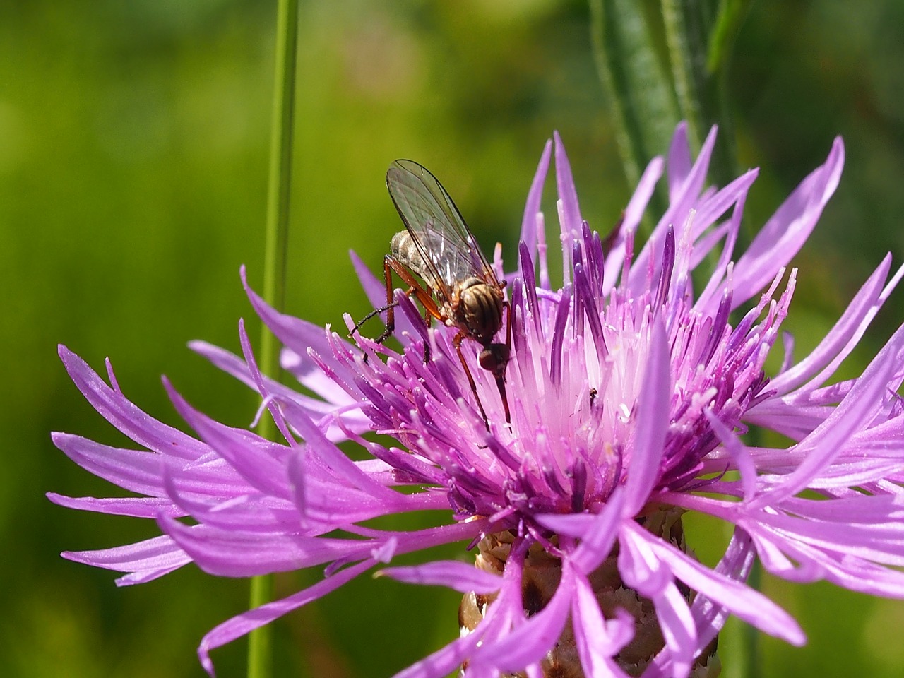 nature flower insect free photo