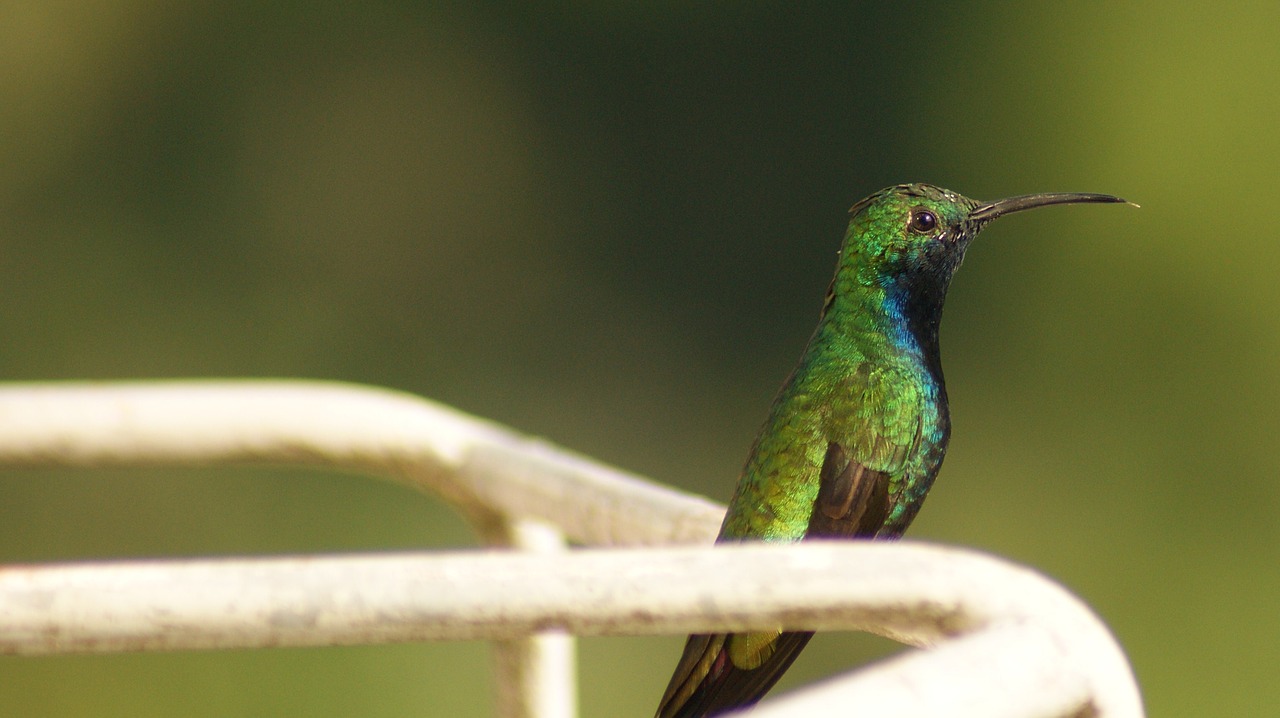 nature birds colobri free photo