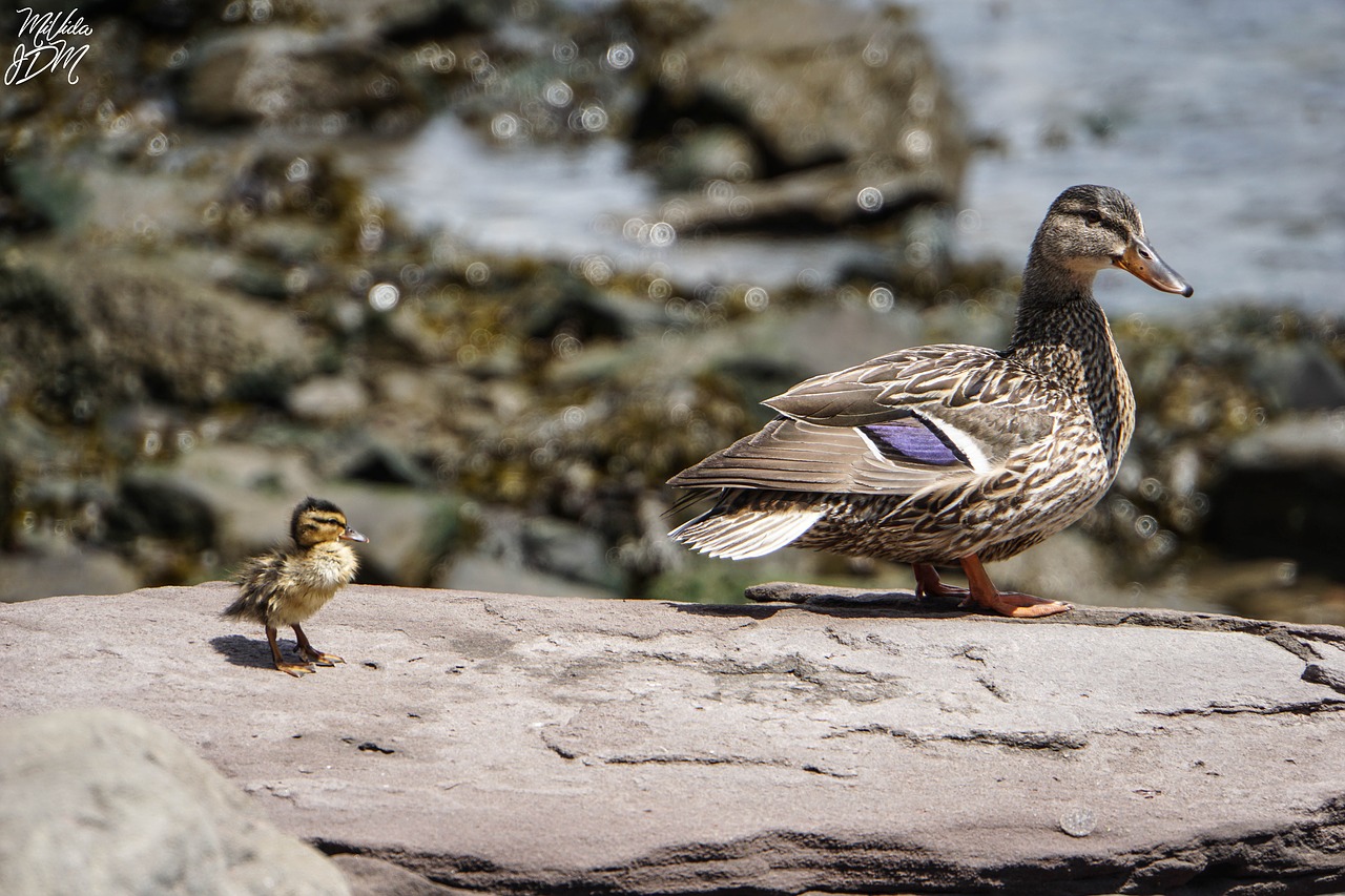 nature lake brooklyn bridge park free photo