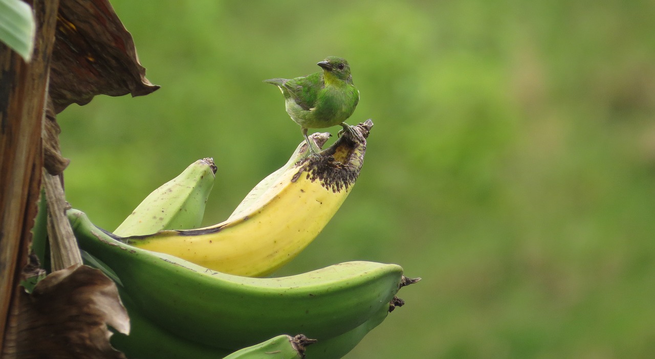 nature birds bird free photo