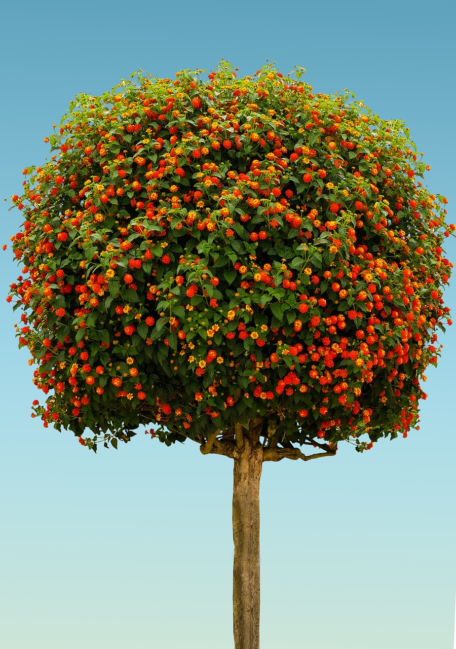 nature tree high-stem free photo