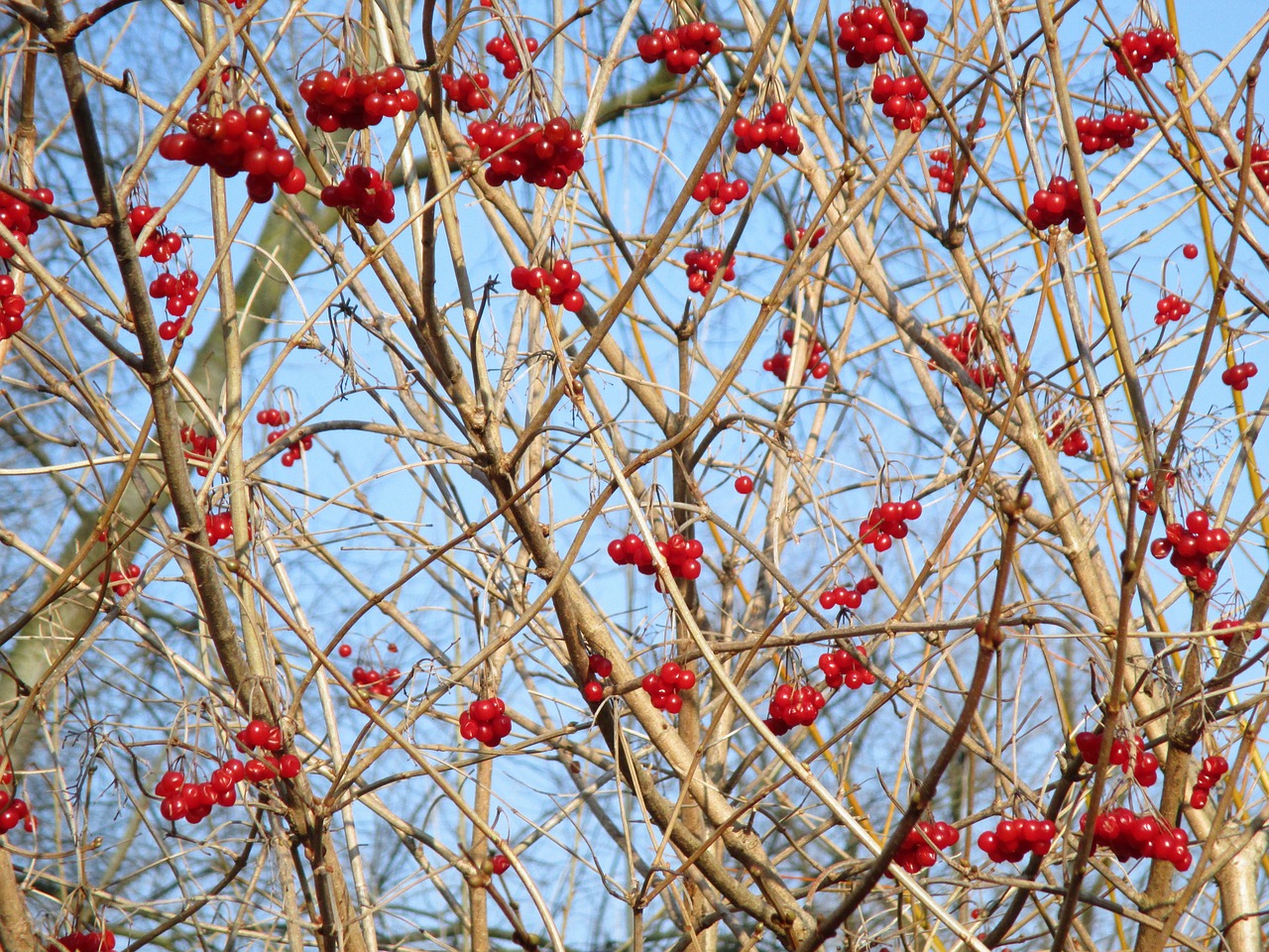 nature tree bush free photo