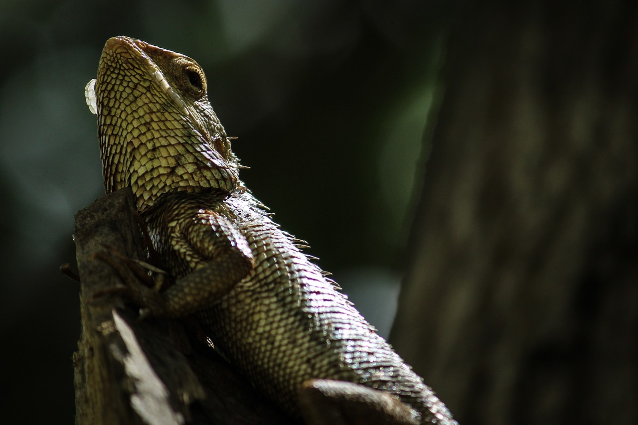 nature animal chameleon free photo