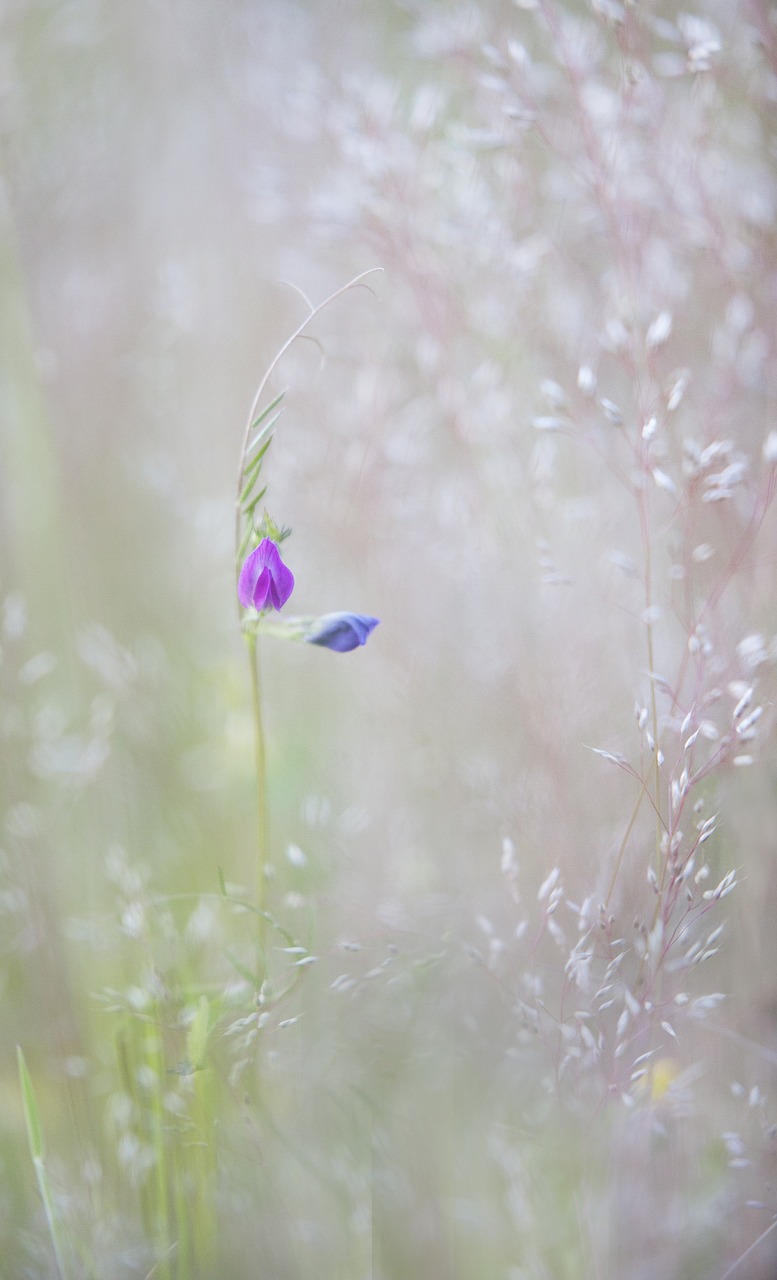 nature macro flower free photo