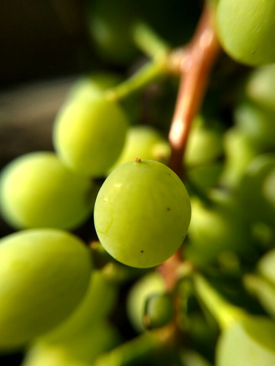 nature green wine free photo