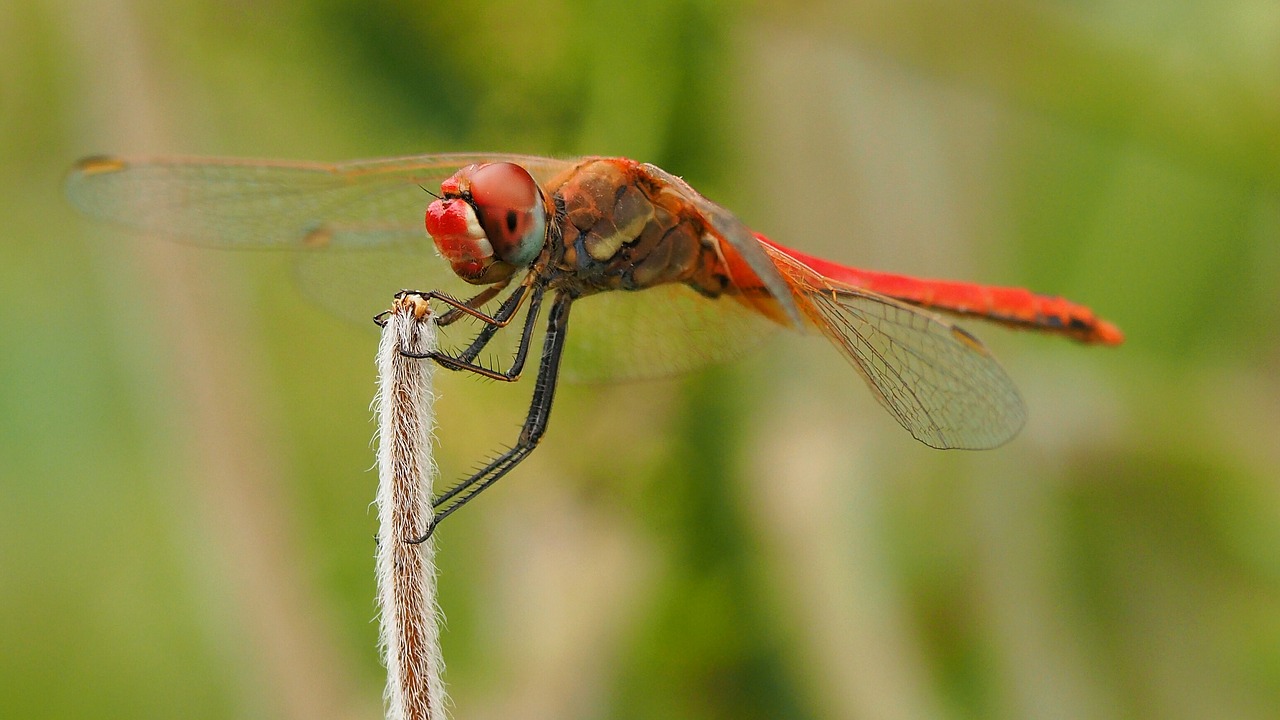 nature insects dragonfly free photo