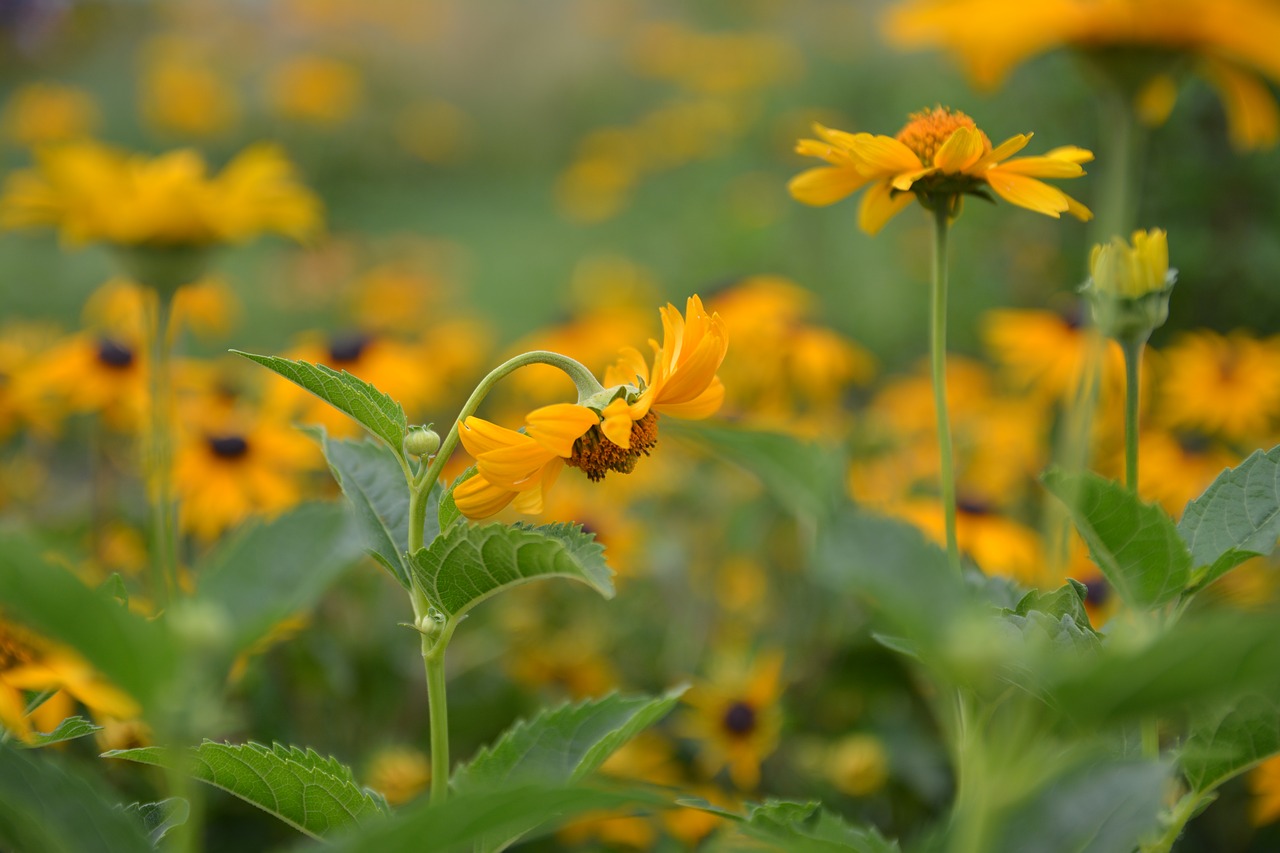 nature flowers summer free photo